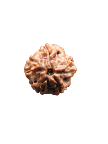 Nirmukhi-Rudraksha
