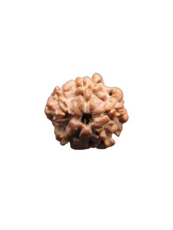 Nirmukhi-Rudraksha