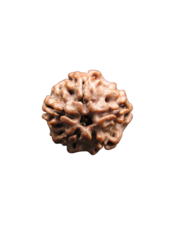 Nirmukhi-Rudraksha