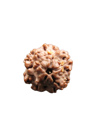 Nirmukhi-Rudraksha