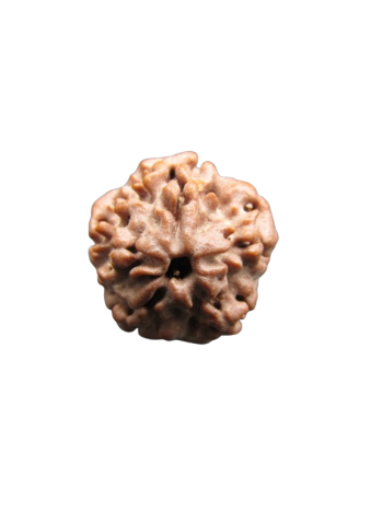 Nirmukhi-Rudraksha
