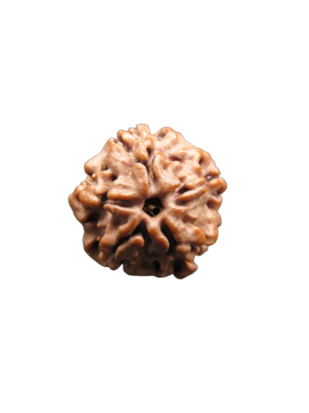 Nirmukhi-Rudraksha