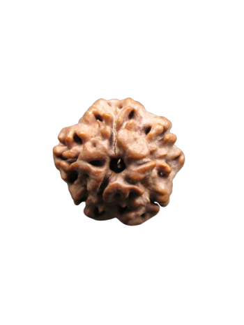 Nirmukhi-Rudraksha
