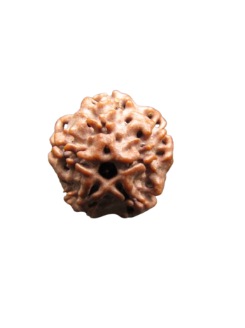 Nirmukhi-Rudraksha