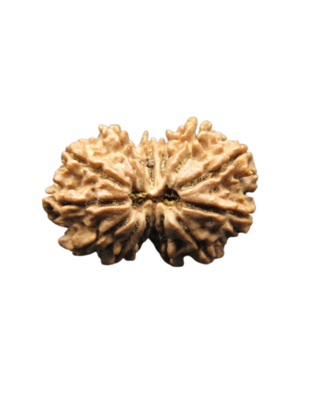13-Mukhi-Rudraksha