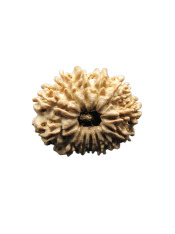 13-Mukhi-Rudraksha