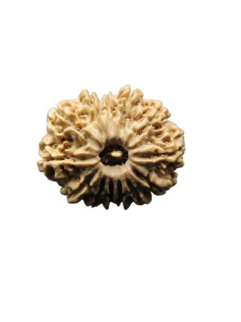 13-Mukhi-Rudraksha