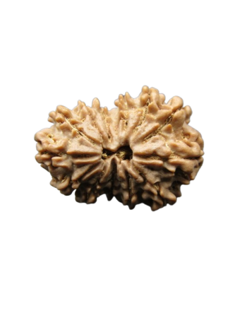 13-Mukhi-Rudraksha