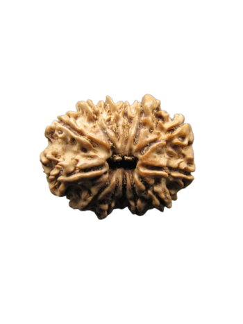 13-Mukhi-Rudraksha