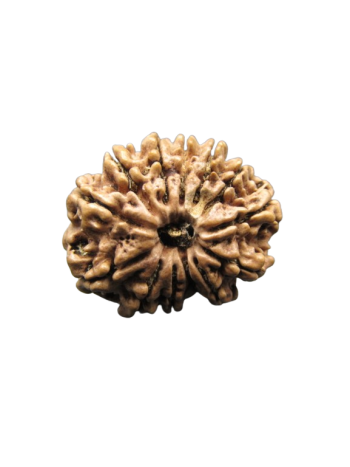 13-Mukhi-Rudraksha