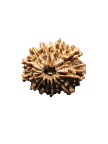 13-Mukhi-Rudraksha