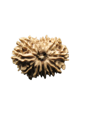 13-Mukhi-Rudraksha