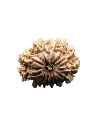 13-Mukhi-Rudraksha