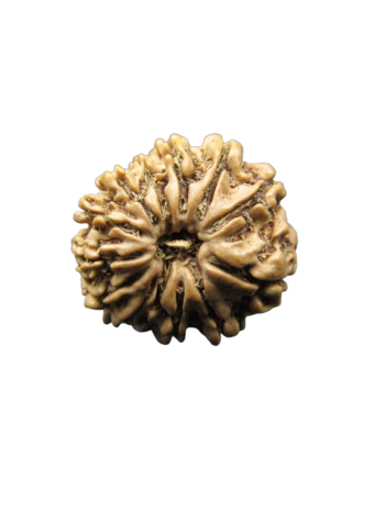 13-Mukhi-Rudraksha