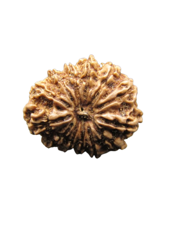 13-Mukhi-Rudraksha