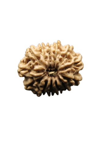 13-Mukhi-Rudraksha