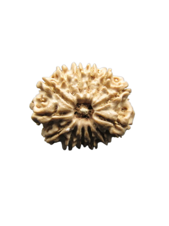 13-Mukhi-Rudraksha