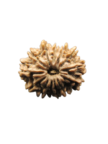 13-Mukhi-Rudraksha