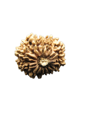 13-Mukhi-Rudraksha