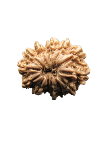 13-Mukhi-Rudraksha