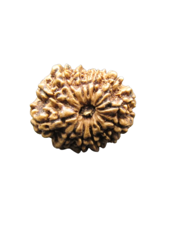13-Mukhi-Rudraksha