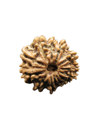 13-Mukhi-Rudraksha
