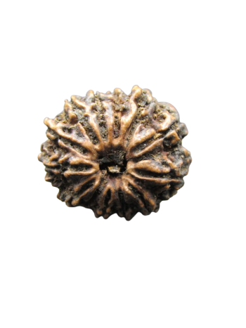 13-Mukhi-Rudraksha