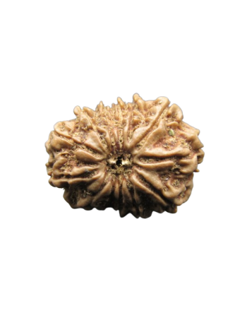 13-Mukhi-Rudraksha