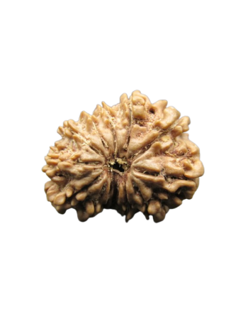 13-Mukhi-Rudraksha