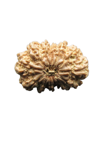 13-Mukhi-Rudraksha