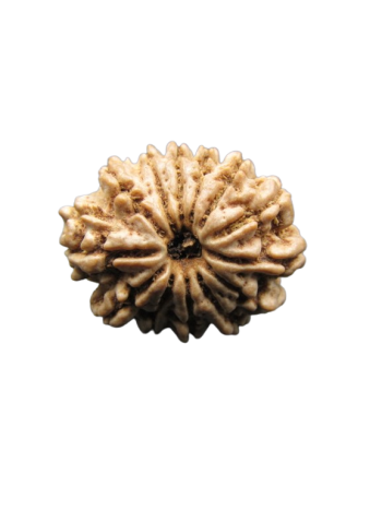 13-Mukhi-Rudraksha