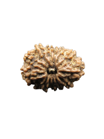 13-Mukhi-Rudraksha