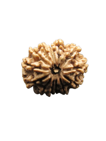 13-Mukhi-Rudraksha