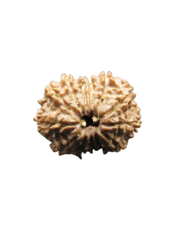 13-Mukhi-Rudraksha