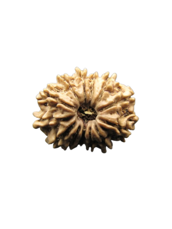 13-Mukhi-Rudraksha