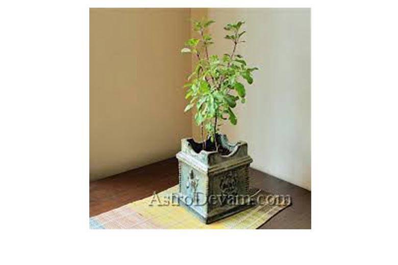  Holy Basil plant for attracting positive energy / सकारात्मक ऊर्जा आकर्षित करने के लिए तुलसी का पौधा