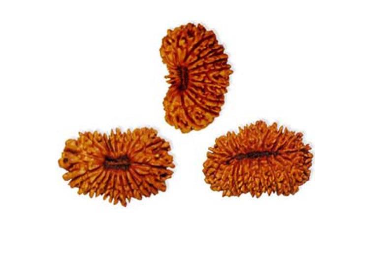 Know all about Rudraksha  and details of Rudraksha