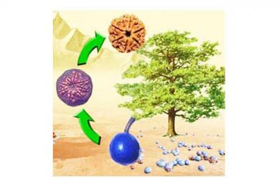 Rudraksha recommendation by Astrologer