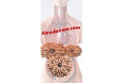 Want to know, effect of Rudraksha on human body