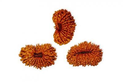 Effect on rudraksha power and rudraksha benefits, when it is wrapped up