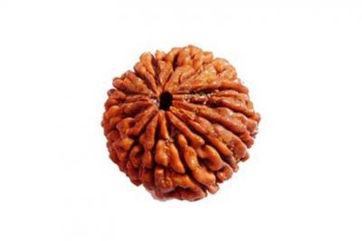 Importance of rudraksha, when wore on auspicious day or time
