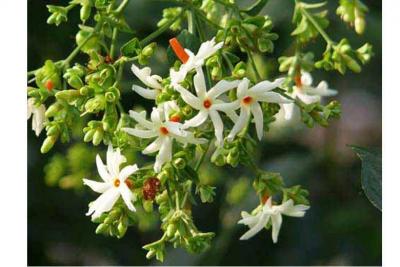 Harsingar plant for positive energy