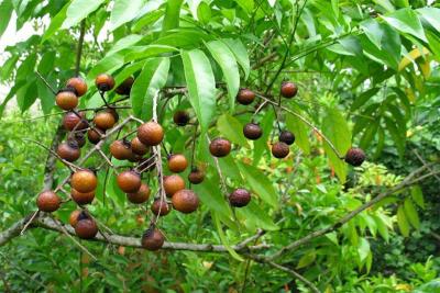 Myth Behind The Origin Of Rudraksha Plant