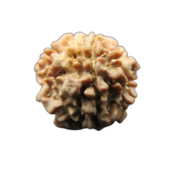 ONE FACE RUDRAKSHA