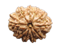 Ten Face Rudraksha