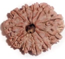 EKADASH MUKHI (ELEVEN FACE) RUDRAKSHA