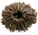 Fifteen Faces Rudraksha