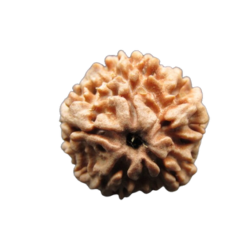Two Face Rudraksha