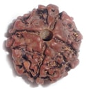 Four Face Rudraksha