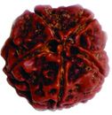 Five Face Rudraksha
